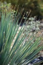 Desert Spoon Plant in southwestern garden Royalty Free Stock Photo