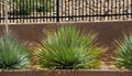 Desert Spoon Plant in Albuquerque Royalty Free Stock Photo