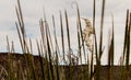 Desert Spoon plant at Big Bend, Texas Royalty Free Stock Photo