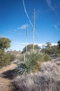 Desert Spoon plant in a landscape Royalty Free Stock Photo