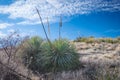 Desert Spoon plant in a landscape Royalty Free Stock Photo