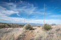 Desert Spoon plant in a landscape Royalty Free Stock Photo