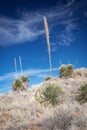 Desert Spoon plant in a landscape Royalty Free Stock Photo