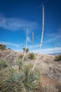 Desert Spoon plant in a landscape Royalty Free Stock Photo