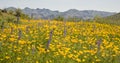 Desert Spring Wildflowers