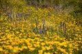 Desert Spring Wildflowers