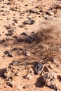 Desert Stones and dry bush.