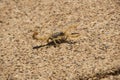 Desert Striped Scorpion Royalty Free Stock Photo