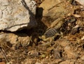 Desert Striped Scorpion Royalty Free Stock Photo
