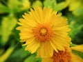 Desert sunflower bright yellow petals Royalty Free Stock Photo
