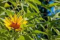 Desert sunflower with two western honey bees Royalty Free Stock Photo