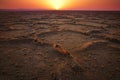 Desert sunrise Royalty Free Stock Photo