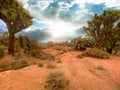 Desert sunset dry deserts yucca tree plant trees magical cloudscape blue green sky landscape Royalty Free Stock Photo