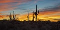 Desert Sunset Landscape Silhouette Of Cactus Royalty Free Stock Photo