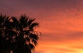 Desert sunset and Palm Trees Royalty Free Stock Photo