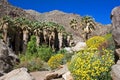 Desert super bloom, California Royalty Free Stock Photo