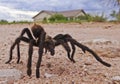 A Desert Tarantula Bigger Than a House Royalty Free Stock Photo