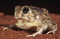 Desert toad Royalty Free Stock Photo