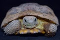 Desert Tortoise