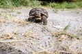 A desert tortoise crawls along on the desert floor in the summer