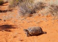 Desert Tortoise, Gopherus agassizi Royalty Free Stock Photo