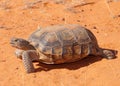 Desert Tortoise, Gopherus agassizi Royalty Free Stock Photo
