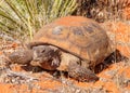 Desert Tortoise, Gopherus agassizi Royalty Free Stock Photo