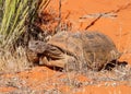 Desert Tortoise, Gopherus agassizi Royalty Free Stock Photo