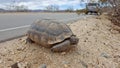 Desert Tortoise by Road, Joshua Tree National Park Royalty Free Stock Photo