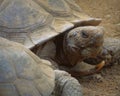 Desert Tortoise Gopherus agassizii