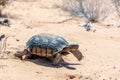 Desert Tortoise, Gopherus agassizii, in the sandy Nevada desert