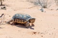 Desert Tortoise, Gopherus agassizii, in the sandy Nevada desert