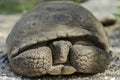 Desert Tortoise Hiding & Peeking out From Inside His Shell Royalty Free Stock Photo