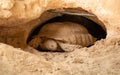 Desert tortoise lives in hole made in the desert Royalty Free Stock Photo