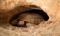 Desert tortoise lives in hole made in the desert Royalty Free Stock Photo