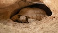 Desert tortoise lives in hole made in the desert