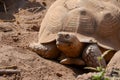 A desert tortoise portrait in the sunlight