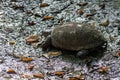 desert tortoise in the sand walking, slow-moving land-dwelling reptile with a large dome-shaped shel Royalty Free Stock Photo