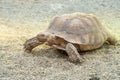 A desert tortoise traversing the desert sands. Royalty Free Stock Photo