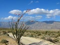 Desert trail with ocotillo Royalty Free Stock Photo