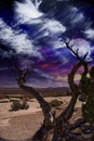 Desert Tree