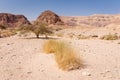 Desert tree bush mountains range landscspe composition.