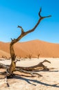 Desert Tree Royalty Free Stock Photo