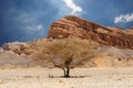 Desert tree and mountains