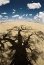 Desert tree shadow