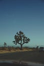 Desert tree on side of road with bright blue sky Royalty Free Stock Photo