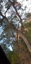 Desert trees in canyon