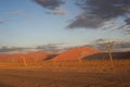 desert trees dunes. Sossusvlei, Namibia Royalty Free Stock Photo