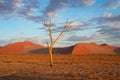 desert trees dunes. Sossusvlei, Namibia Royalty Free Stock Photo