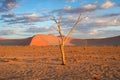 desert trees dunes. Sossusvlei, Namibia Royalty Free Stock Photo